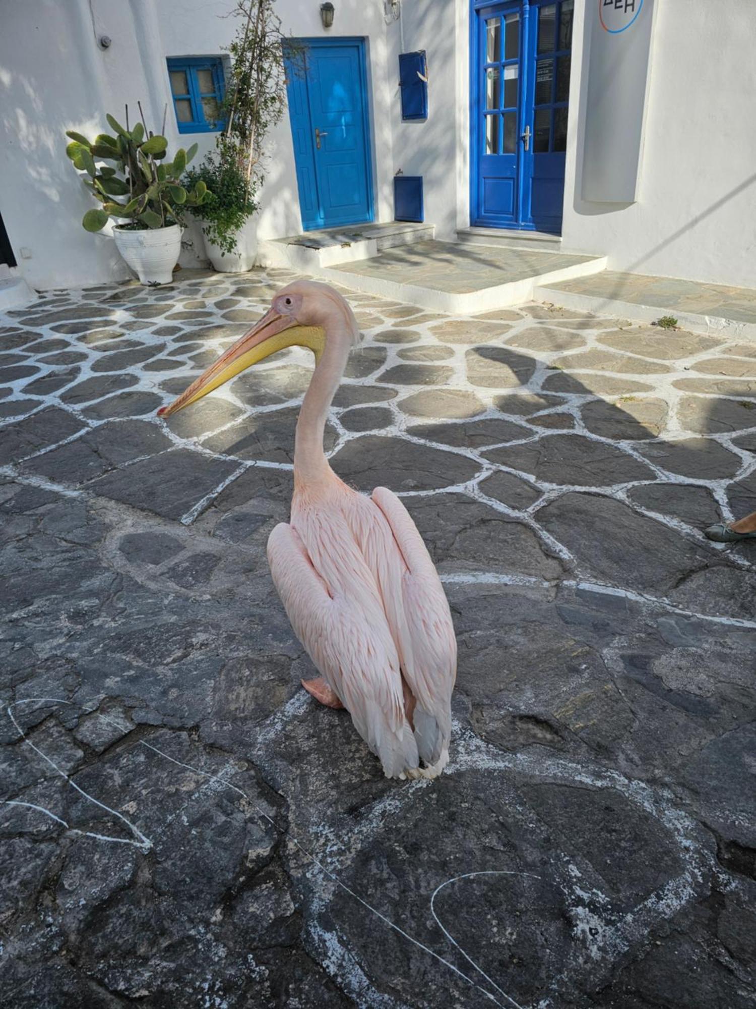 Lalaland Lägenhet Mykonos Town Exteriör bild